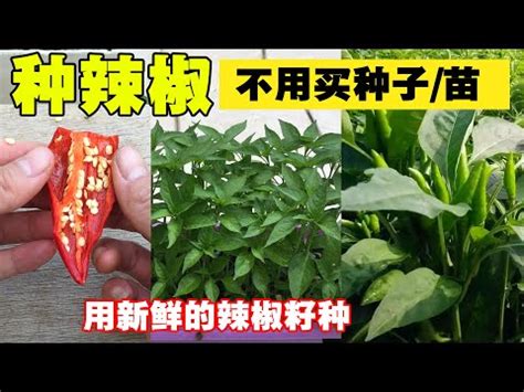 種辣椒風水|【種辣椒風水】想種辣椒樹？風水師：影響健康與感情，別隨便種。